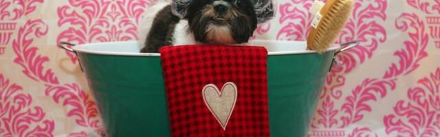 Mislite da pravilno kupate psa? Jedna greška pravi ozbiljne probleme sa kožom