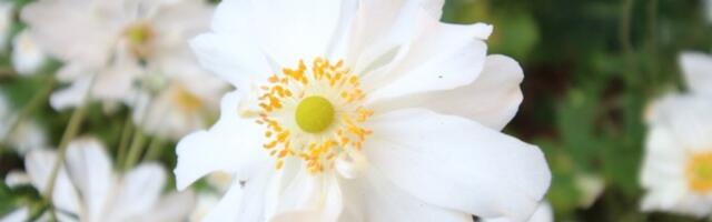 Nema sumnje da je priroda čarobna i nestvarna, a jedan cvet je najbolji dokaz za to