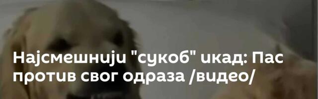 Најсмешнији "сукоб" икад: Пас против свог одраза /видео/