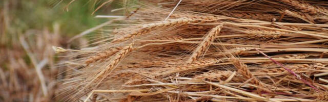 ​Цене пољопривредних и рибарских производа у фебруару мање за 3,1 одсто