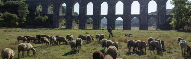 Црна Гора: чопор паса луталица десетковао стадо оваца