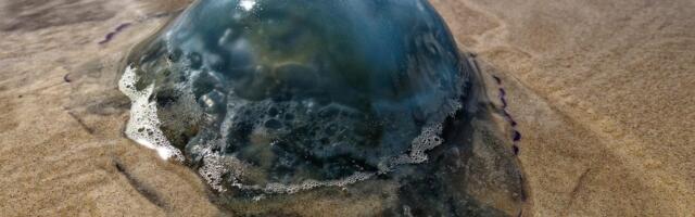 Zbog invazije meduza u Trstu ribari obustavili ribolov