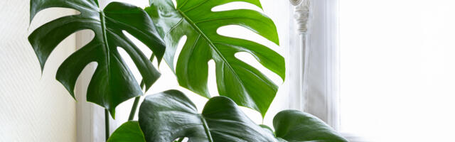 5 najlepših visokih i velikih sobnih biljaka za vaš dom
