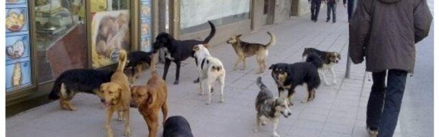 Oko 3.000 napuštenih pasa na ulicama, Grad Niš planira prihvatilište i zoo-vrt kod KP Doma