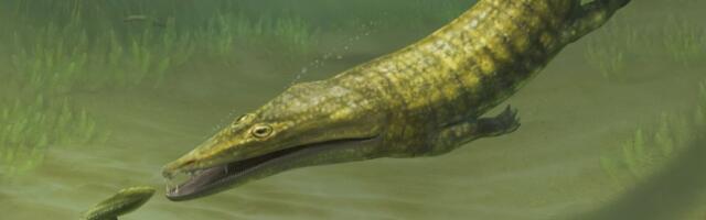 Ponovo otkriveni fosili neverovatnih stvorenja: Evolucioni uspeh „morskih daždevnjaka“