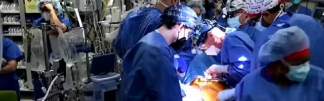 Čoveku presađeno srce genetski modifikovane svinje