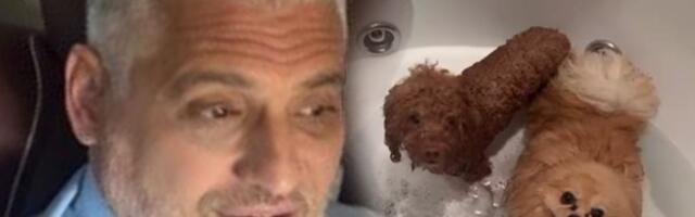 Psi Čede Jovanovića se kupaju u džakuziju: Napravio "spa za pufnice", pokazao kako žive - ljudi u neverici