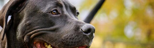 Ovo je pitbul koji je ubio dete (2): Pogledajte šta je uradio kada su novinari prišli boksu