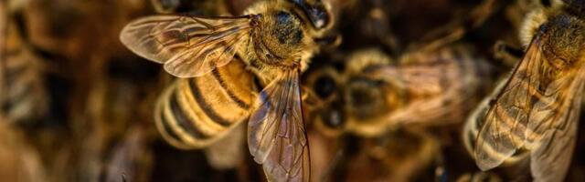 Drevne pčele bile sklone da prave košnice u fosilima