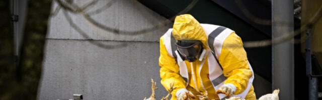 Први случај птичјег грипа код људи у Европи потврђен у Италији