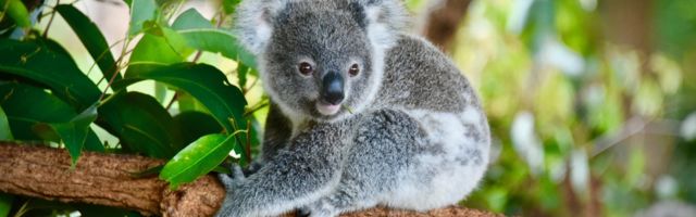 KOALAMA PRETI IZUMIRANJE: Ostalo ih oko 80.000