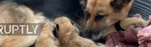 (VIDEO) SRCE ĆE VAM SE ISTOPITI: Keruša se brine o mladuncima lava, snimak dojenja preslatkih beba osvojio svet