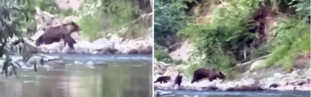 Mečka sa mečićima viđena na obali Ibra kod Tutina: Ribolovci i izletnici budite oprezni (VIDEO)