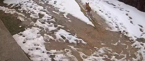 KAMERA SNIMILA DIVLJU ZVERKU U AKCIJI: Sirotu koku jurila po celom dvorištu pa je ščepala, sišla u Prijepolje po hranu kao u supermarket (VIDEO)