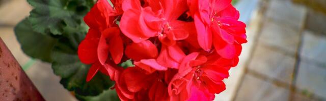 Muškatle najlepše cvetaju ako ih zalivate na ovaj način: Nisu kao ostalo cveće, a malo domaćica to zna