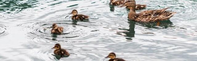 Dve patke preuzele stvar u svoje kljunove: Pokazale psu ko je gazda - smehotresno (VIDEO)