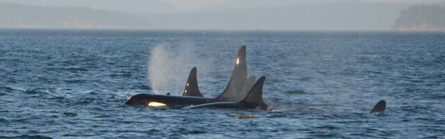 Zašto se neki delfini druže sa orkama - naučnici misle da su shvatili o čemu se radi