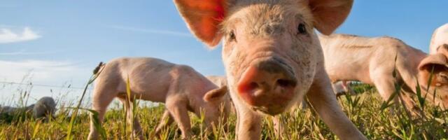 Nešto je poskupelo, a nešto pojeftinilo: Ovo je najnovija cena stoke u Srbiji