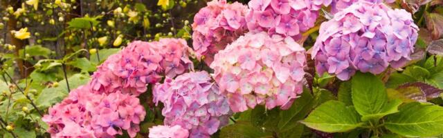 Hortenzije će bujati ovog proleća ako uradite 3 baštenska posla u aprilu