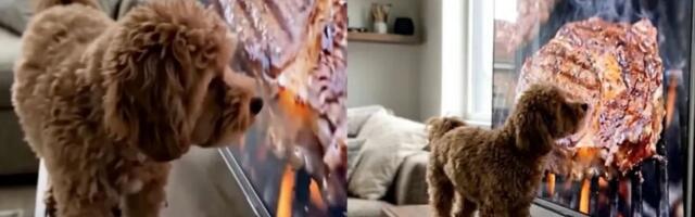 Pas na ekranu ugledao sočan biftek: Treba li se uopšte zapitati zašto ovaj snimak ima milione pregleda?