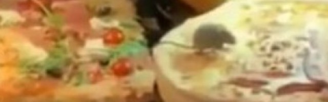 Ljudi se razbežali kada su ga videli u vitrini za hranu, slobodno je šetao po pici (VIDEO)