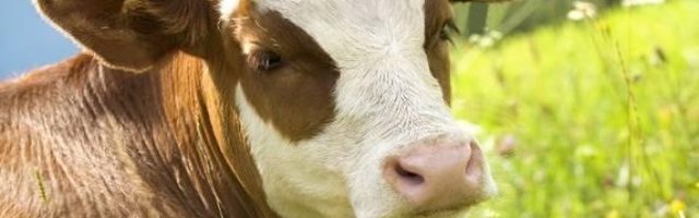 PRAVO DRUGARSTVO! Vole da se maze (Video)