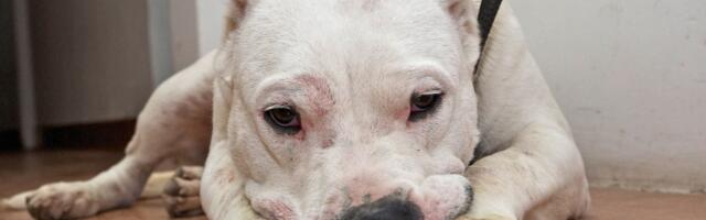 Psi koji su zakonom zabranjeni u drugim zemljama