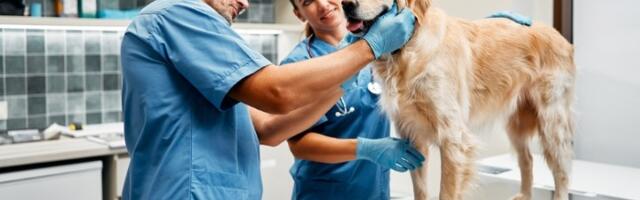 Upozorenje veterinara vlasnicima pasa: Povećava se broj hitnih dolazaka zbog trovanja!