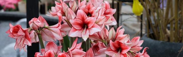 10 stvari iz kuće redovno bacamo, a od njih cveće BUJA kao LUDO