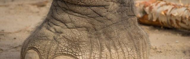 Uginuo slon Kreg - simbol očuvanja prirode