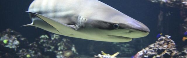 Ajkule: Neverovatna istina o najstarijim predatorima planete