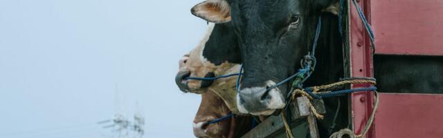 Krave izazvale haos na auto-putu: Evo kako su "regulisale" saobraćaj