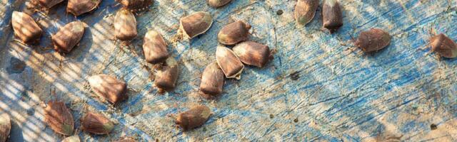 Smrdibube su već u stanovima, ali postoji način da ih zaustavite bez hemije: Provereno najefektnije