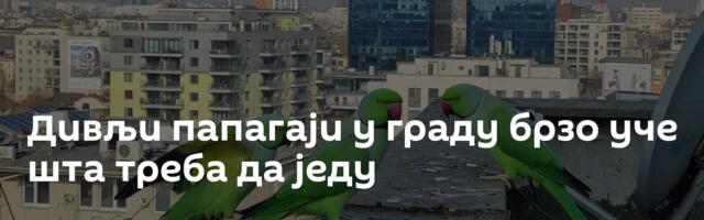 Дивљи папагаји у граду брзо уче шта треба да једу
