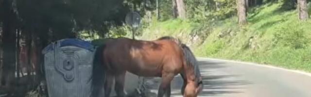 SRCE DA PUKNE, TEŽAK PRIZOR NA OMILJENOM IZLETIŠTU! Divlji konj jede hranu iz smeća pored kontejnera! (VIDEO)