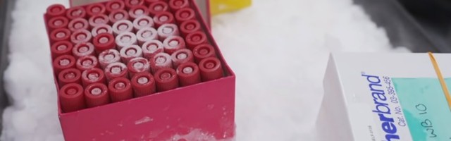 Kad se stvaraju antitela posle vakcine i koliko traju