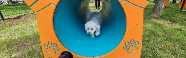 Pet park u Velikom parku