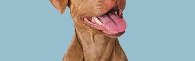 Koliko su se psi promenili?