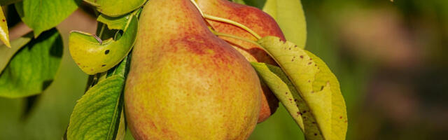 Расписан јавни позив за инвестиције у засаде воћа, рок за пријаве од 15. до 31.12.