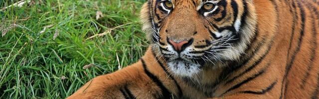 Više od 70 tigrova uginulo u tajlandskom turističkom parku