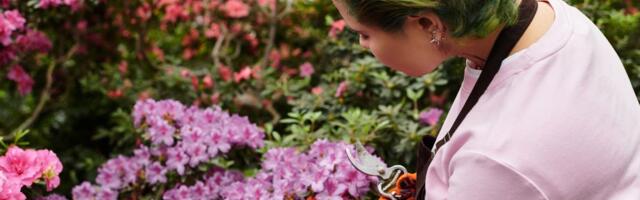 Najlepši žbun koji cveta celog proleća: 3 stvari koje morate uraditi da bi vaša azaleja bila puna cvetova