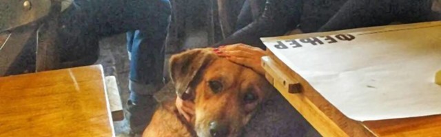 Najgori razlog zašto ljudi kupuju pse