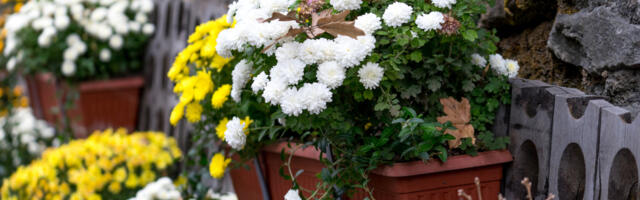 Sve što trebate da znate o sadnji jesenjih biljaka u žardinjere