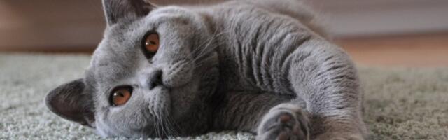 Mačak belgijskog premijera zvezda na mrežama: Političke poruke koje upućuje zapalile svet (VIDEO)