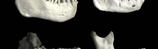 Da li je ovo poslednji zajednički predak ljudi i neandertalaca? Kosti iz Maroka ključ razumevanja naše loze