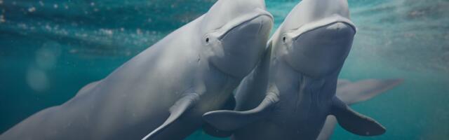 Strateški seks: Studija otkrila neobičan sistem parenja belih kitova