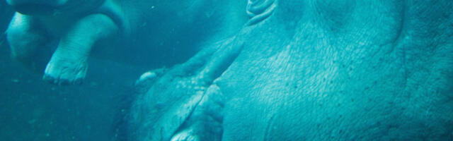 Ескобарови „кокаински” нилски коњи нашли нови дом у Индији