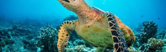 Panika na hrvatskim plažama: Morska kornjača izujedala kupače, jedna osoba ozbiljno povređena
