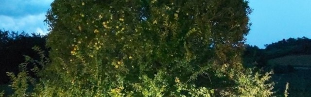 Ko otkine grančicu - pogine, dobije dete nakazu ili sahrani celu porodicu