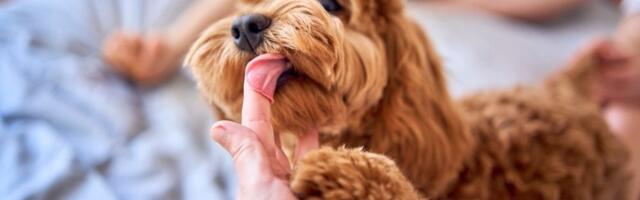 Zašto vas pas liže? Nije u pitanju samo ljubav – evo šta to zapravo znači